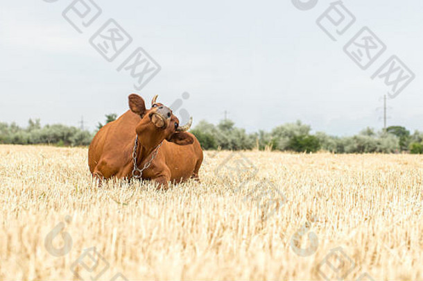 美丽的<strong>棕色</strong>母牛在黄色的田野里吃草