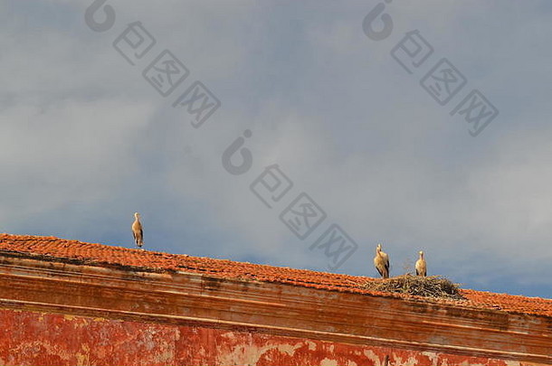 鹳屋顶西尔维斯葡萄牙