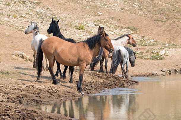 在美国蒙大拿州普赖尔山野马山脉的水坑里，一匹带着一群野马的邓鹿皮母马