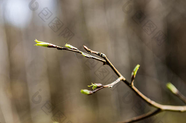 树花朵叶子早期春天棕色（的）背景