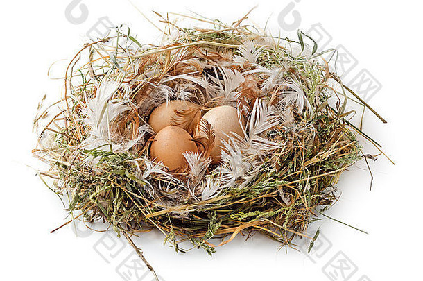 棕色（的）鸡蛋巢