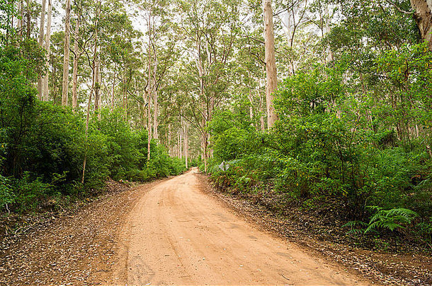 澳大利亚西部的Baylingup Karri<strong>森林</strong>