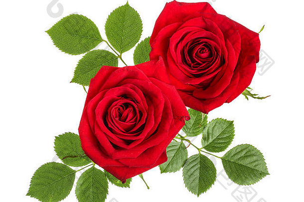 白色背景上的美丽的红玫瑰