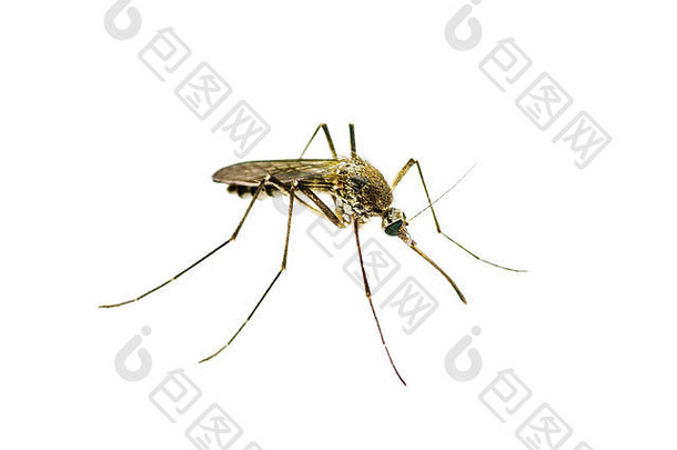 黄色的发热疟疾寨卡病毒病毒受感染的蚊子昆虫孤立的白色