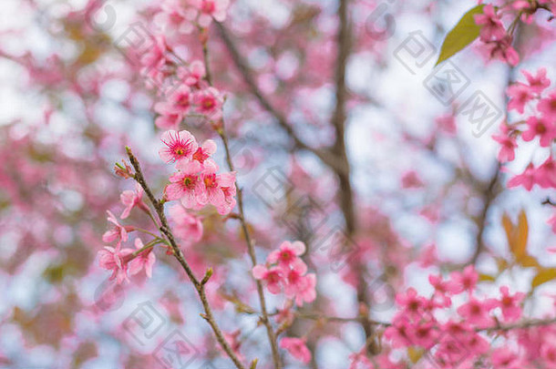 以春天喜玛拉雅山野生樱花为背景