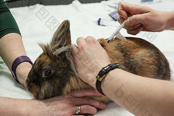 兔子在手术前接受药物治疗