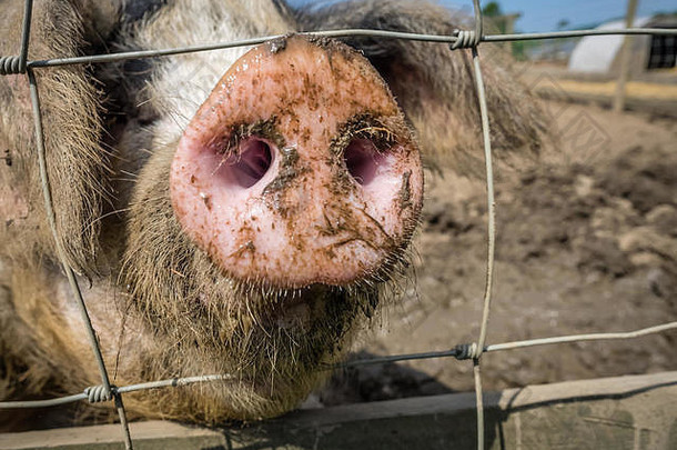一只猪鼻子贴在原始金属农场围栏外的特写镜头