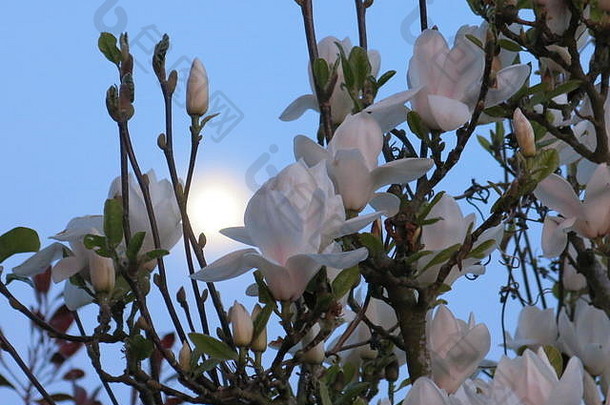 蓝天月光下的木兰花