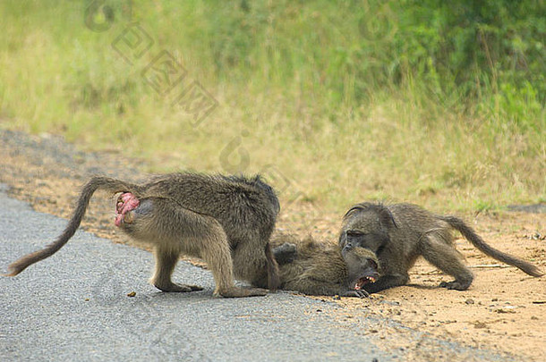 Chacma狒狒Papio Ursinus非洲野生动物角狒狒一大群多毛的狒狒喜剧幽默有趣的人类般聪明的因特尔