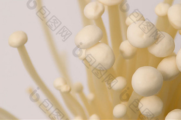 Enoki蘑菇白色背景