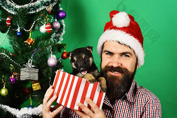 戴圣诞帽的男人和小狗玩。圣诞老人把小狗抱在圣诞树旁。圣诞宠物概念。有一张快乐脸的家伙打开绿色背景上的小礼物盒。