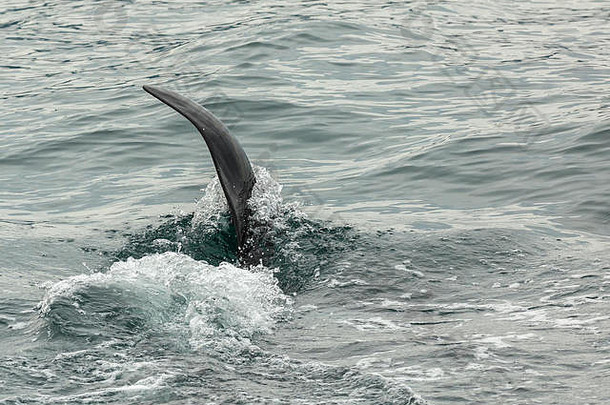 虎鲸-太平洋虎鲸。堪察加半岛附近水域。