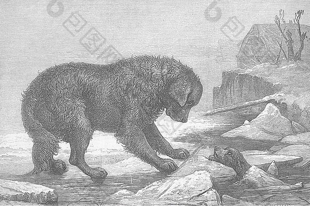 狗与恐怖1873年。图文并茂的伦敦新闻