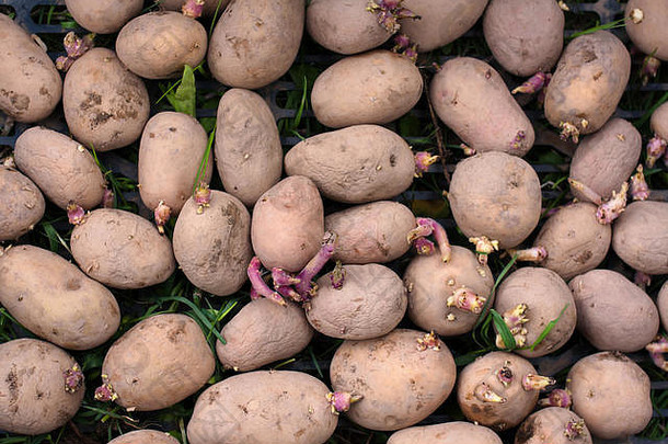 地上发芽的土豆填满了整个画面