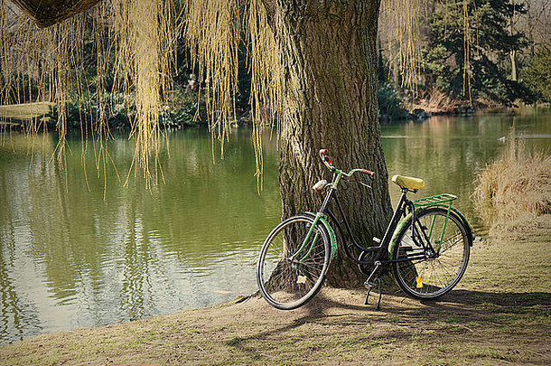 树下的旧自行车