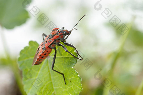 白色背景下，红色和黑色种子虫（Spilostethus pandurus）在一片绿色小叶上的特写镜头