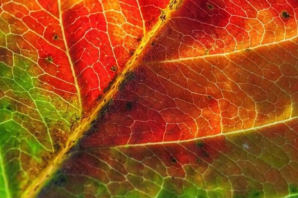 特写秋秋极端宏观纹理视图，在阳光背景下，红色、橙色、绿色的木板树叶发出辉光。灵感自然<strong>十月</strong>或<strong>九</strong>月壁纸。季节观念的转变