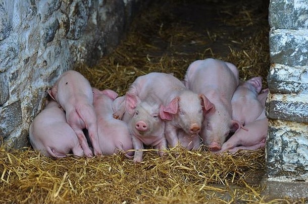 一窝睡在干草上的可爱小猪宝宝挤在一起取暖——威尔士英国农场——看着摄像机