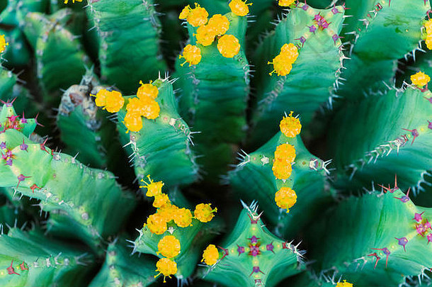 明亮的黄色的花仙人掌集团植物前视图