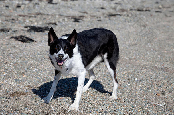 黑<strong>白边</strong>境牧羊犬在海滩上玩耍。