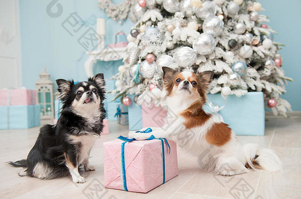 宠物吉娃娃狗礼物粉红色的盒子快乐一年装饰