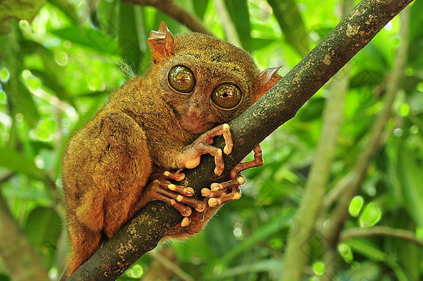 眼镜猴（Tarsius Syrichta），世界上最小的灵长类动物，位于菲律宾的博霍尔