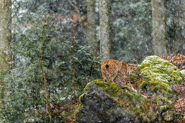 美丽的欧亚猞猁（Lynx Lynx）描绘了隆冬时节在偏远的林地森林中觅食的情景。