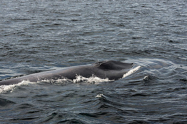 <strong>蓝鲸</strong>浮出水面呼吸空气，卡门岛，科尔特斯海，巴哈，墨西哥