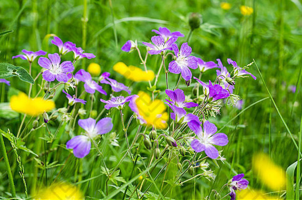 五彩缤纷的鲜花盛开在夏日的田野里