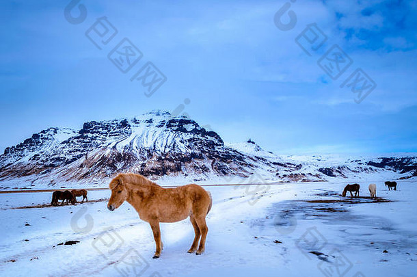 冰岛马漂亮的令人惊异的风景原因瀑布爱冰岛