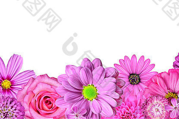 花朵收集粉色紫色黄色白色大丽花菊花雏菊矢车菊伊比利亚玫瑰分离于白色骨精细胞