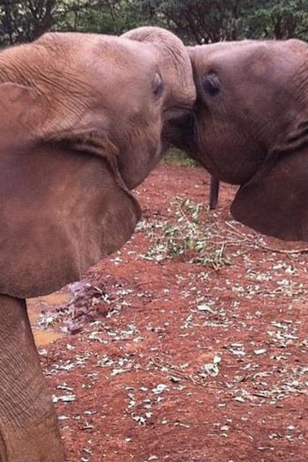 肯尼亚大象保护区
