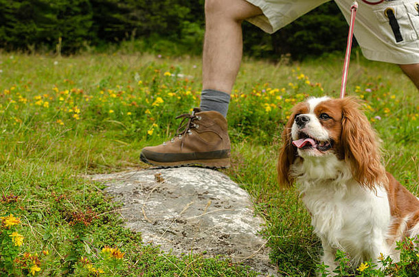 一只脚踏在石头上的登山鞋和可爱的骑士查尔斯国王猎犬