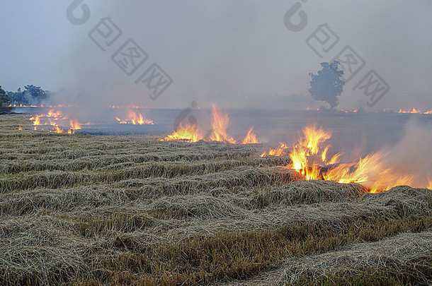 焚烧，不负责任地选择除掉稻田的残茬
