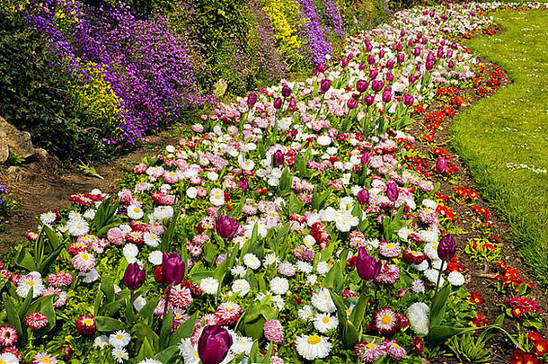 在威尔特郡斯温顿市的城市花园里，春天的花朵与郁金香、贝利斯多年生雏菊和报春花形成波浪形的花边
