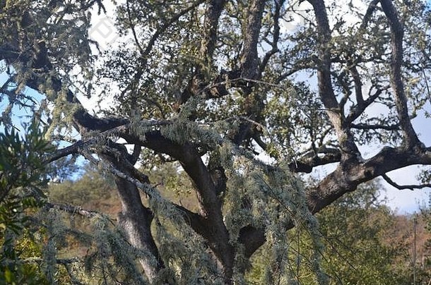 小遗迹补丁原始软木塞奥尔姆橡木森林存在较低的瓜迪亚纳谷alentejo南部葡萄牙