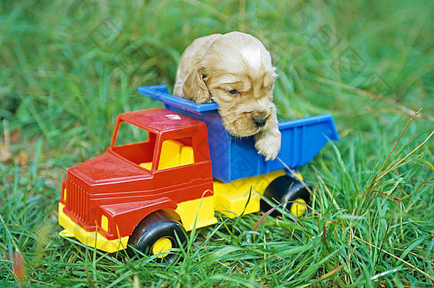 溺爱小狗坐着玩具卡车