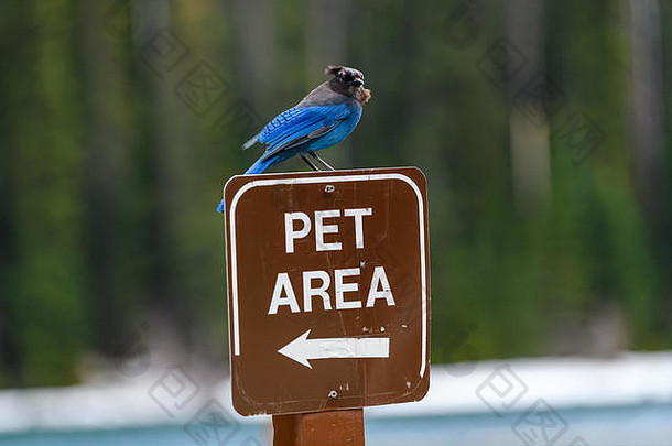 加拿大不列颠哥伦比亚省欧内斯特·卡洛韦·曼宁公园的斯特勒周杰伦（Cyanocita stelleri）。它与蓝松鸦关系密切，也被称为蓝松鸦