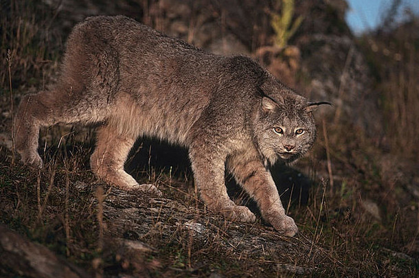 加拿大猞猁媒介大小的野生猫很大程度上孤独的狩猎早期早....晚些时候晚上