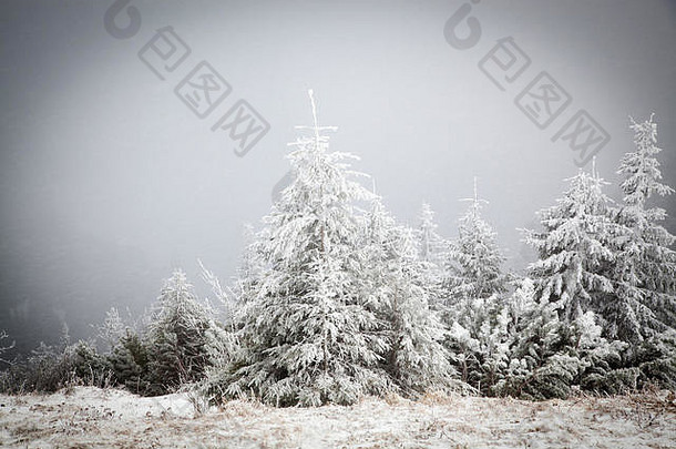 冬天仙境圣诞节背景雪冷杉树山