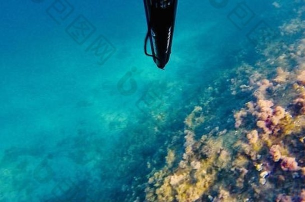 法国地中海的长矛捕鱼图片是用长矛在水下拍摄的
