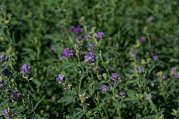 分离的紫<strong>花苜蓿花</strong>。紫<strong>花苜蓿</strong>又名<strong>苜蓿</strong>，是一种多年生开<strong>花</strong>植物。