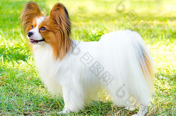 一只白色和红色相间的小狗（又名欧陆玩具猎犬）站在草地上，看起来非常友好和美丽