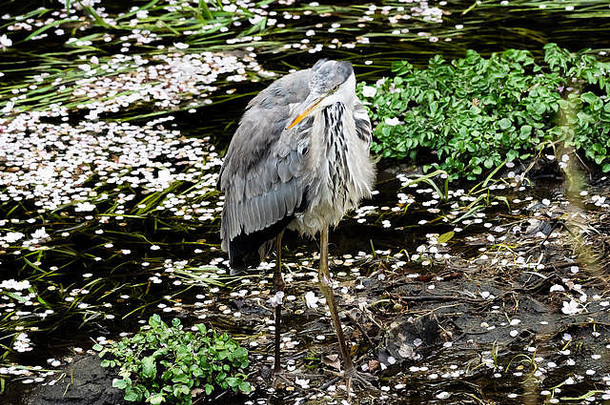 灰色鹭着日本河钓鱼发现在世界范围内灰色苍鹭常见的视线日本河流湿地傻人
