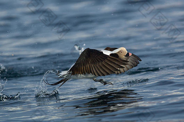 鸭长尾clangulaHyemalis飞行峡湾batsfjord挪威