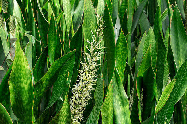 <strong>岳母</strong>舌a.k.a.蛇植物（Sansevieria hyacinthoides）花-美国佛罗里达州戴维斯松岛岭自然区