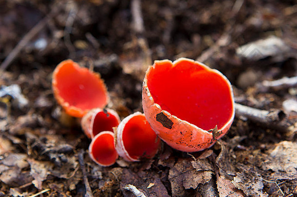 澳大利亚肉菇-以干叶为背景分离的红蘑菇