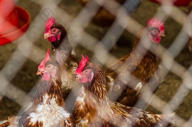 关闭集团鸡紧密包装小房间栅栏小家禽操作科斯塔黎加
