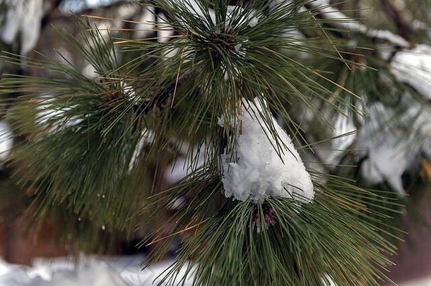 在加利福尼亚州莱特伍德的农村社区，冰冻的雪球仍然沿着福勒斯特树的树枝和松针。