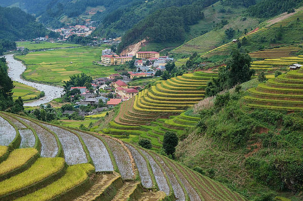 越南景观鸟瞰图。越南乡村的黄色稻田。皇室高品质免费照片图像拍摄的黄米f